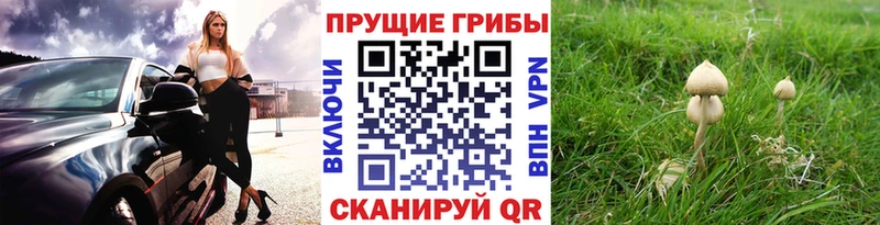 где продают   Сердобск  shop официальный сайт  Псилоцибиновые грибы Cubensis 